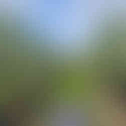 Rows of Crispin(Mutsu) Blossoms