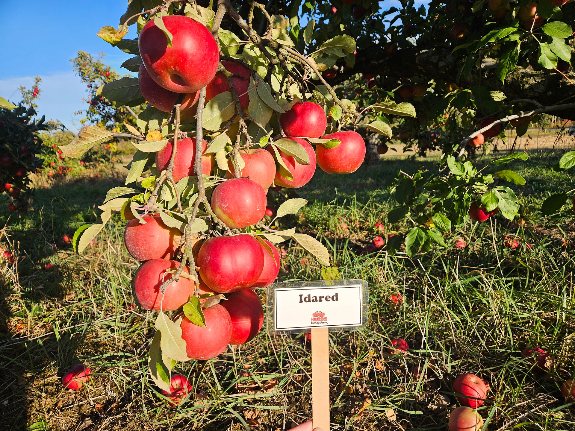 Idared Apples