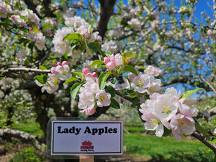 lady apple blossoms on branch