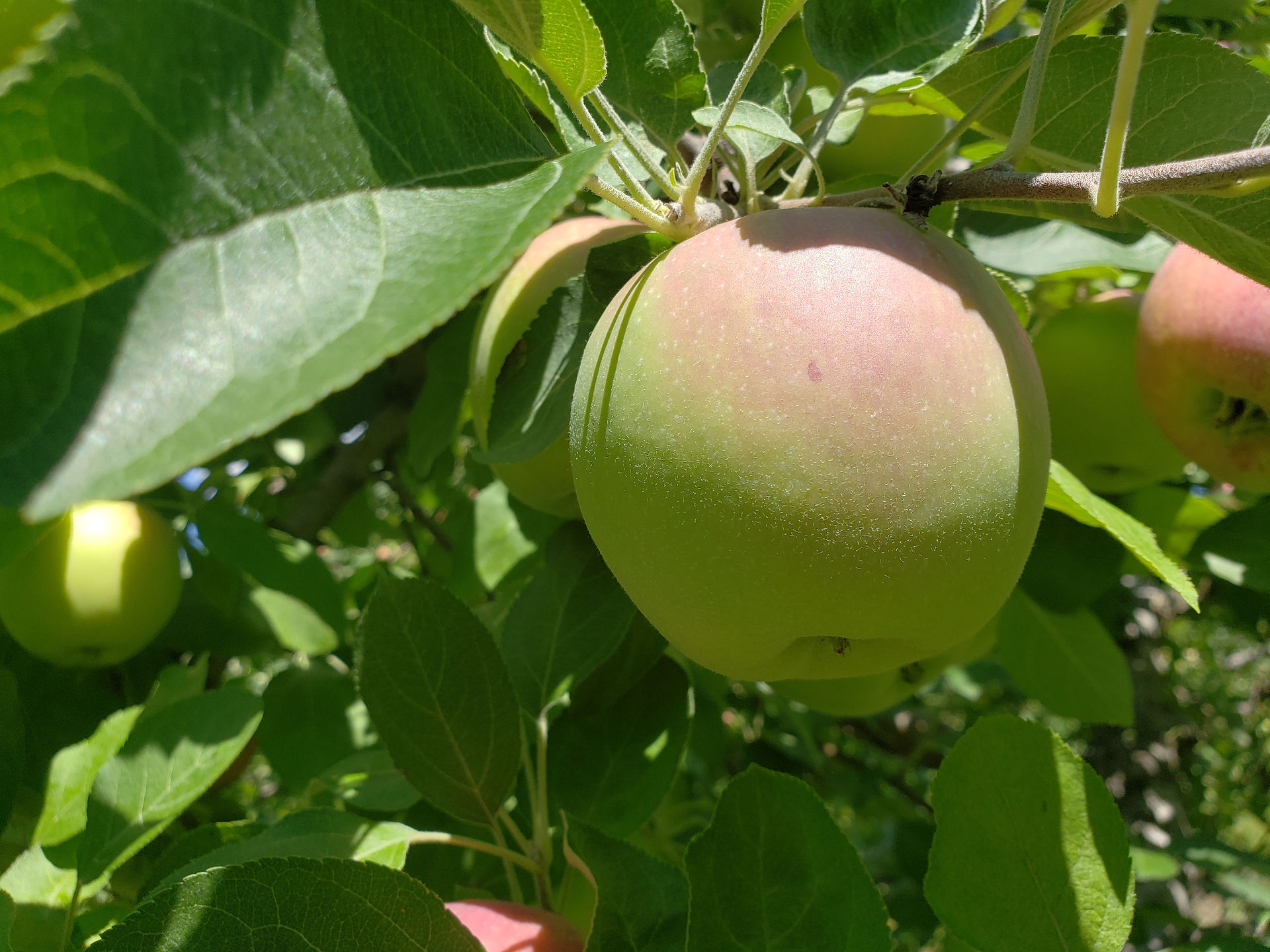 apple without enough color needs more ti
