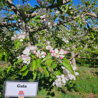 Gala Apple Blossoms