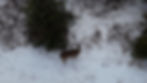 deer near woods winter apple orchard new york
