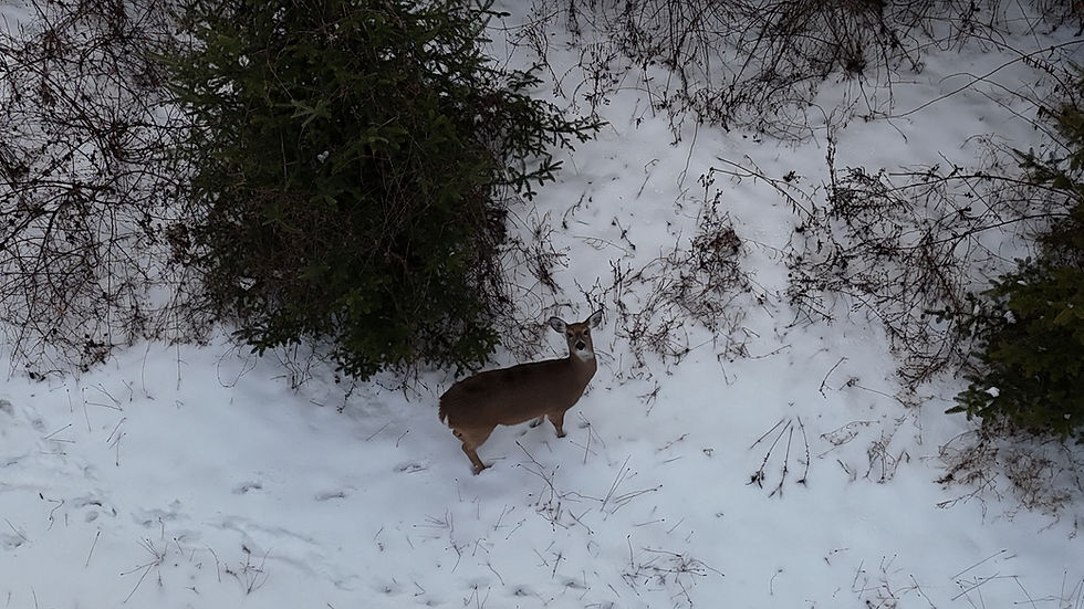 deer near woods winter apple orchard new york