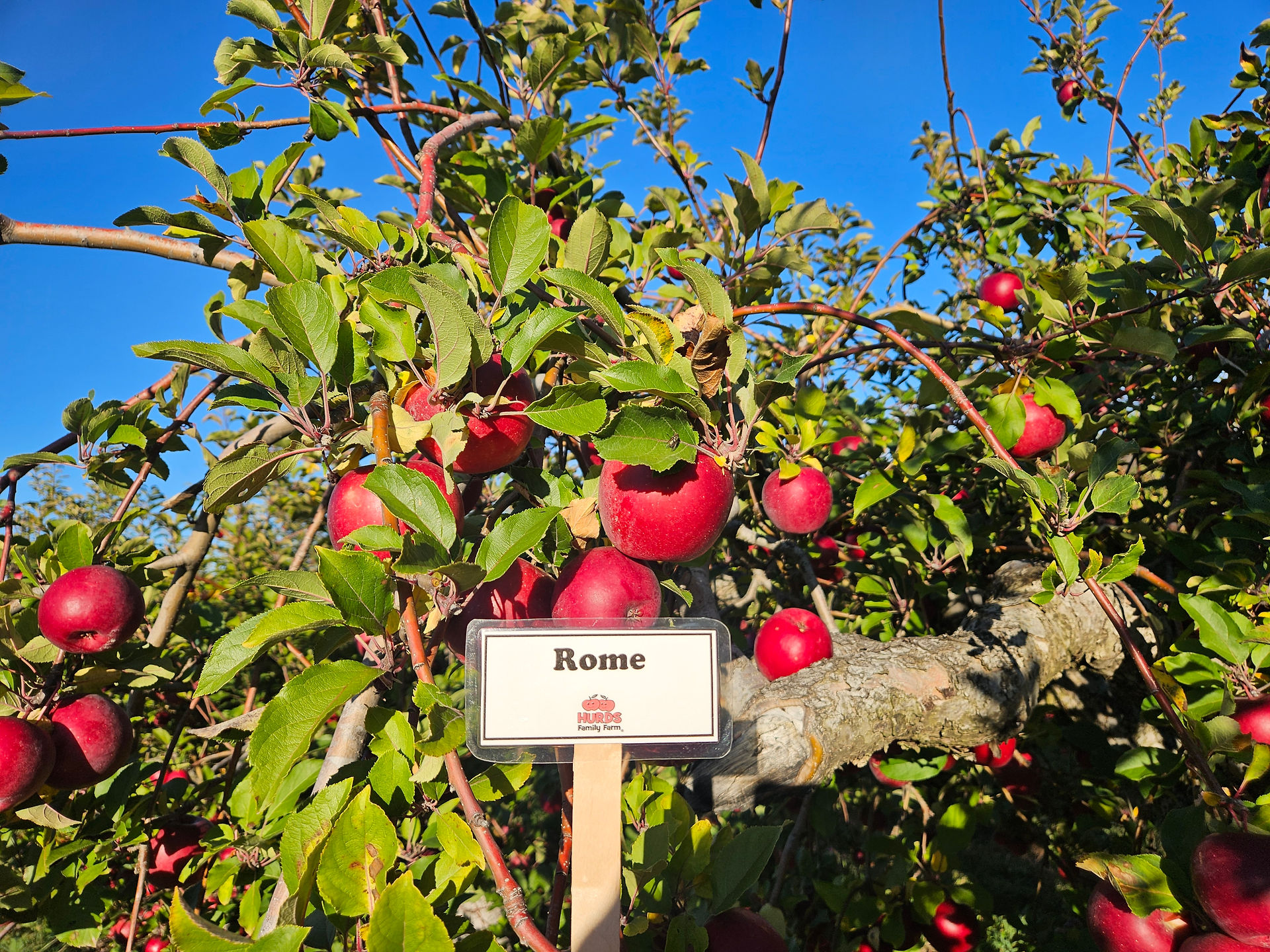 Rome Apples