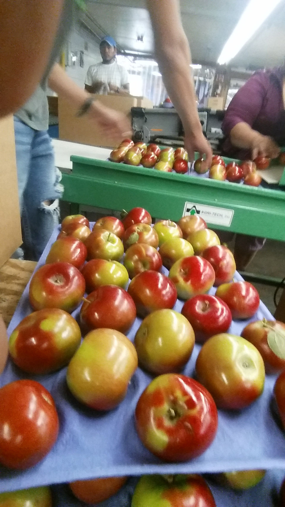ny fresh picked apples packed on paper trays