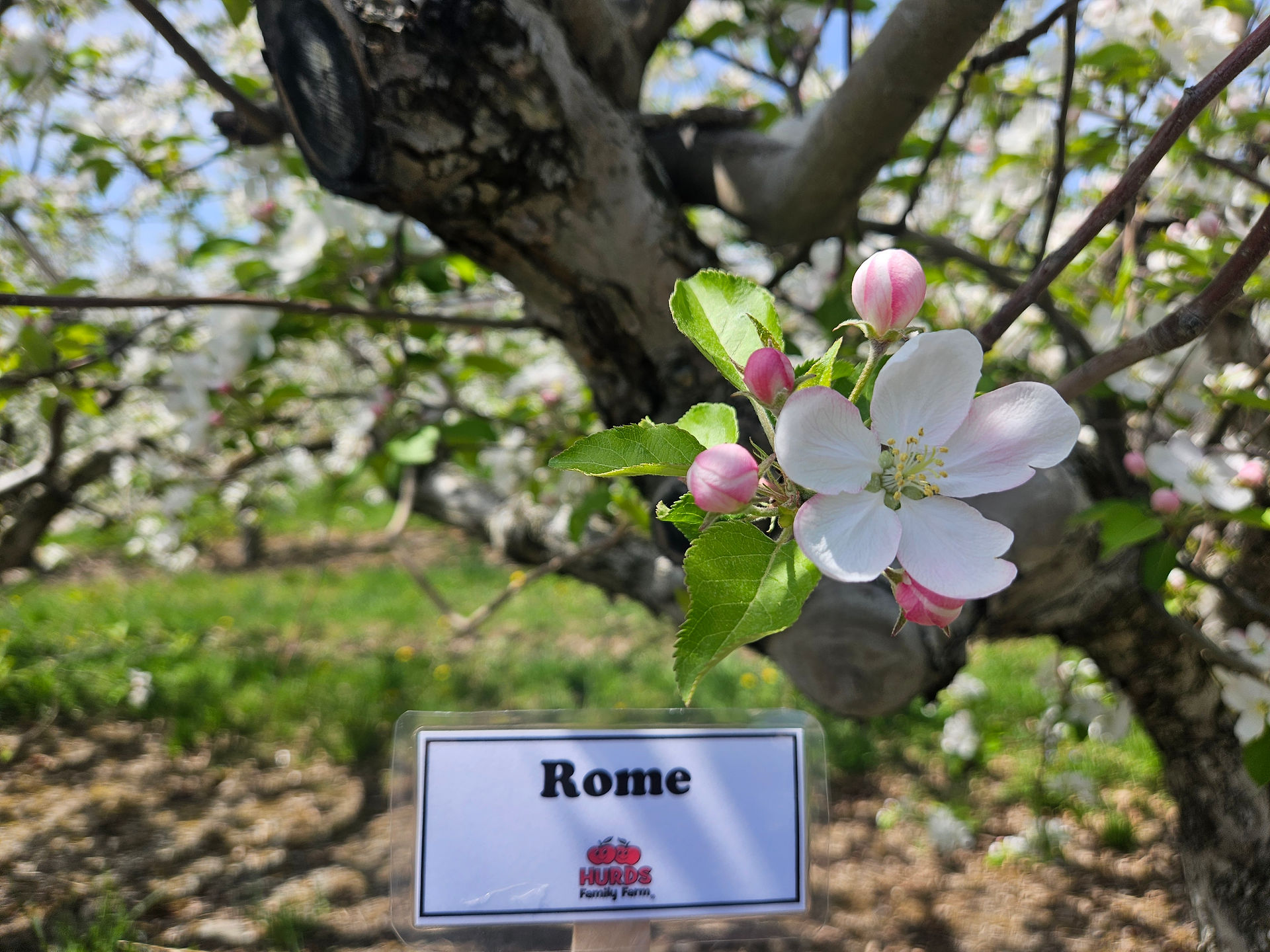 Rome Apple Buds & Blossoms