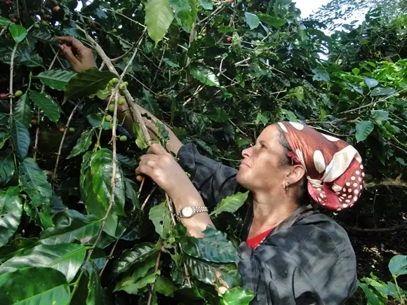 Миниатюра: el gigante guatemala coffee farm