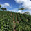Миниатюра: CHIAPAS / MEXICO