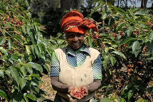 Миниатюра: coffee beans from tanzania farm