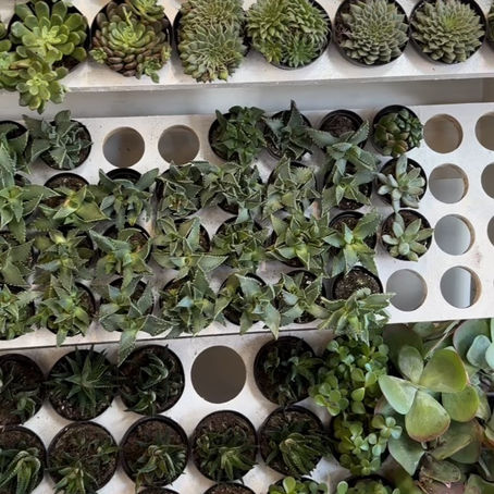 Discovering Unique Gifts and DIY Fun at Jade & Clover: An Arcadia Small Shop Highlight