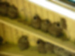 cliff swallows ARC_photo Mai C