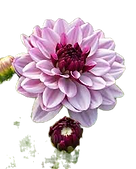 Creme de Cassis_edited.png
