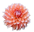 Peach dahlia_edited.png