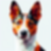BasenjiHeadshot_Tricolor.png