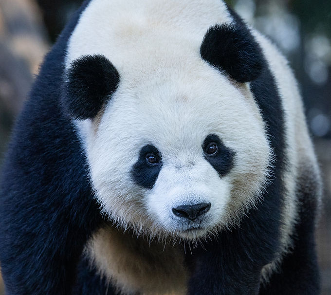 Panda_edited_edited.jpg