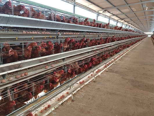 Galpones de gallinas ponedoras en Venezuela