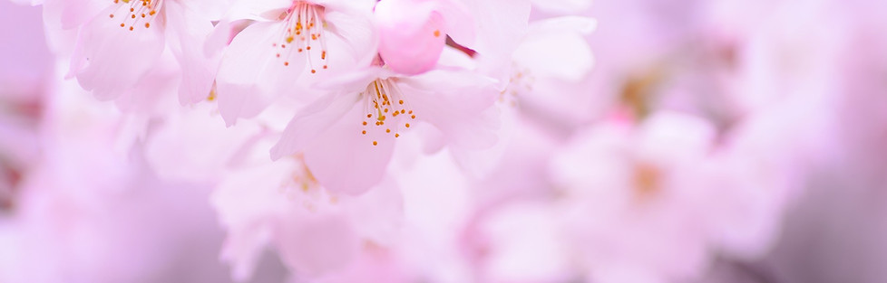 plant-1300811_1920PIXABAY.jpg