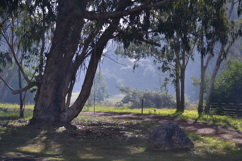 Front paddock views