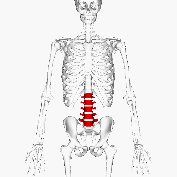 Lumbar vertebrae L1, L2, L3, L4, L5.
