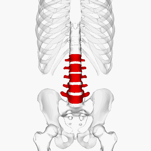 Bones around the lumbar vertebrae 