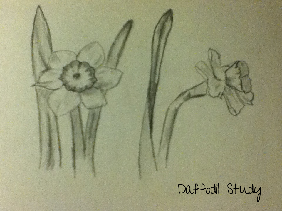 Daffodil Study