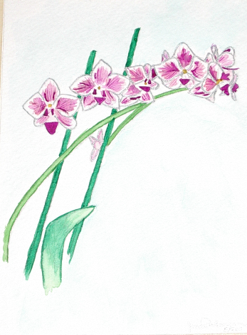 Orchid Watercolor