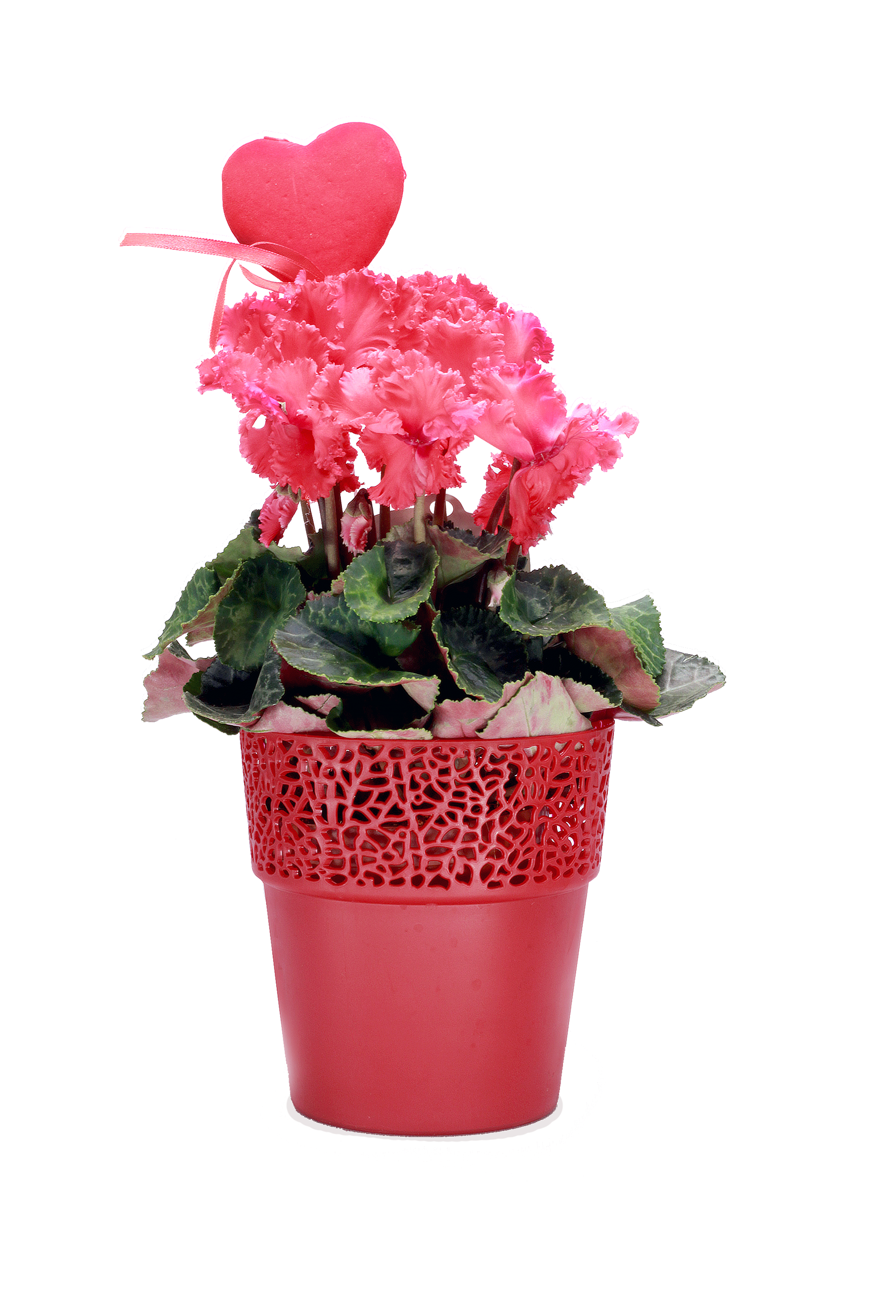 Krokainā alpu vijolīte rozā p10