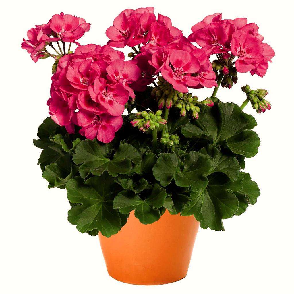 Pelargonija zonāla rozā