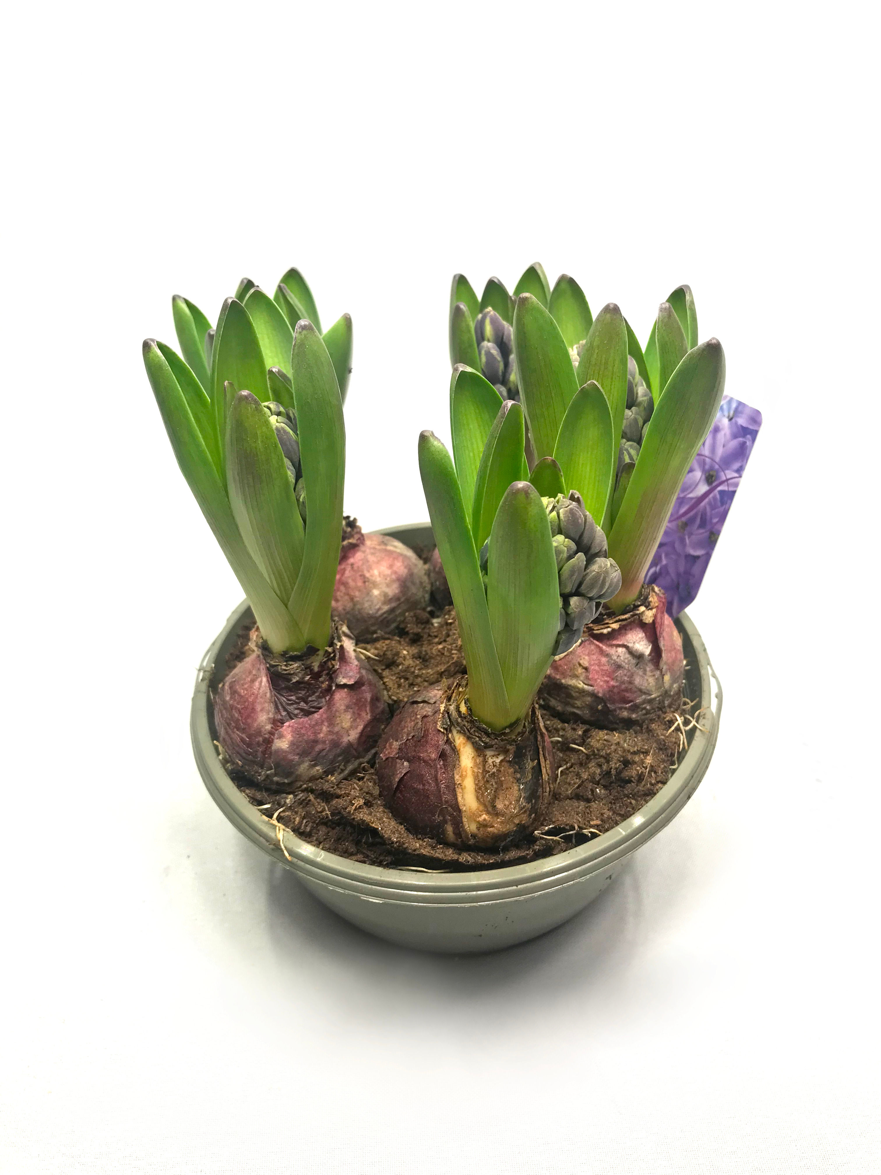 Pieci hiacinšu sīpoli dažādas krāsas