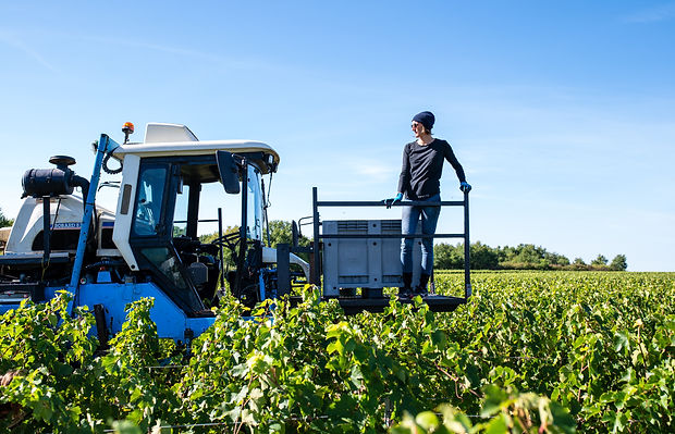 Vendanges 2025-©Cyril Ananiguian (42).jpg
