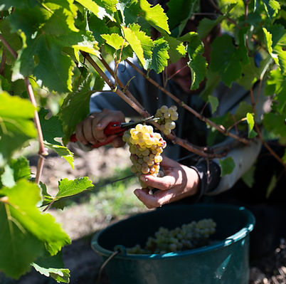 Vendanges 2025-©Cyril Ananiguian (44).jpg