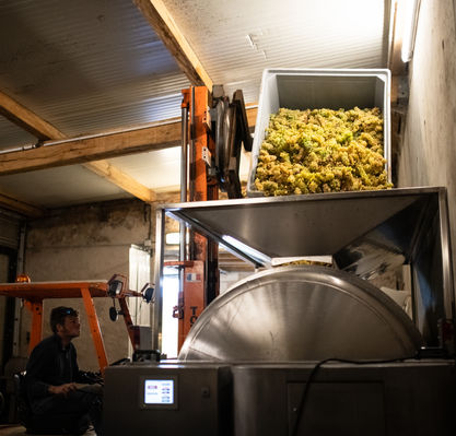 Vendanges 2025-©Cyril Ananiguian (38).jpg