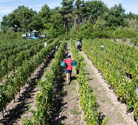 Vendanges 2025-©Cyril Ananiguian (64).jpg