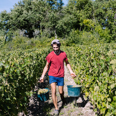 Vendanges 2025-©Cyril Ananiguian (54).jpg
