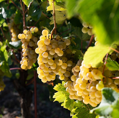 Vendanges 2025-©Cyril Ananiguian (29).jpg