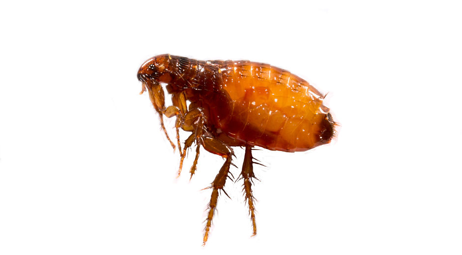 Fleas on a white background close-up. Destruction of parasites in pets. Treatment of premi