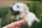 Close-up view of tick on human finger against dog lying in grass. .jpg