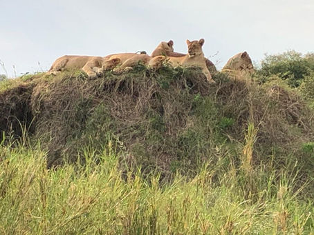Best Time for Safari in Tanzania : a complete guide