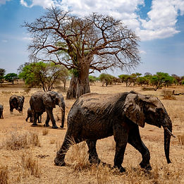 Terengire national park 