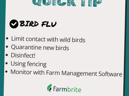 Protect Your Flock: Essential Tips to Prevent Bird Flu