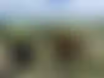 Alpaca on the farm