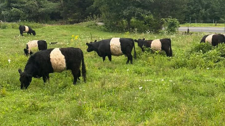 Why Greenwood Holistic Farm Chose Farmbrite as Their Livestock Farm Management Software