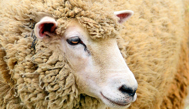 Corriedale sheep