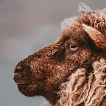 Improve Your Profits From Sheep Farming