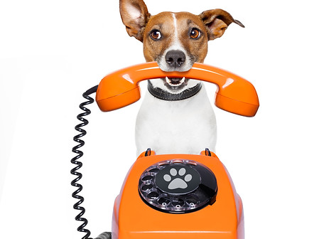 Jack russell dog with glasses as secretary or operator with red old dial telephone or retr