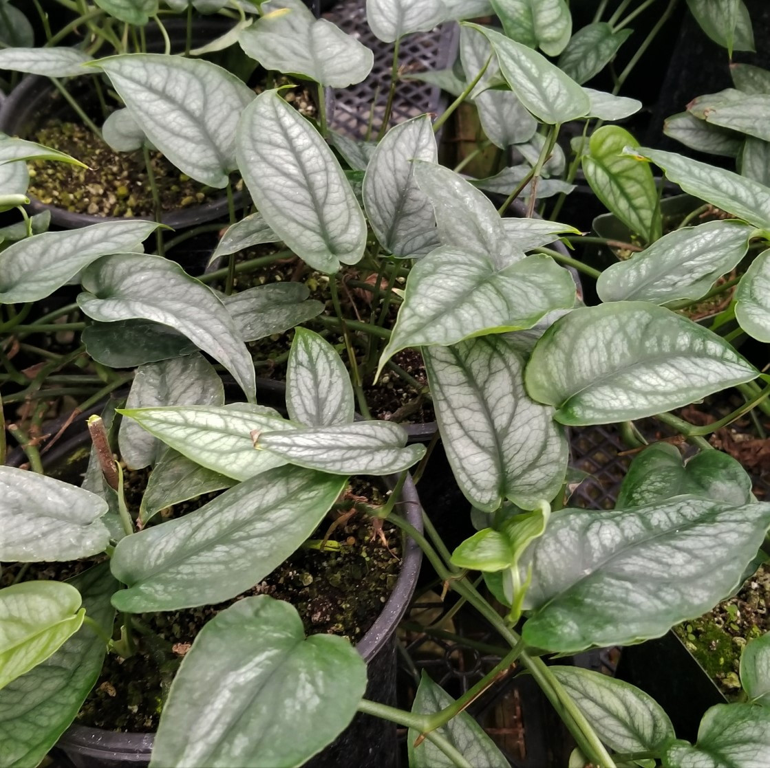 Silver Monstera