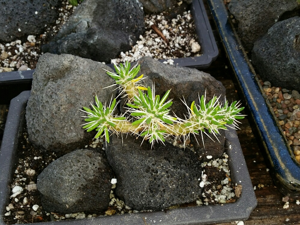 Maihuen cushion cactus