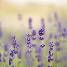 Champ de lavande violette ensoleillé, Lavande d'Acadie, avec arrière-plan flou.