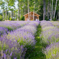 Champ de lavande violet et vert avec une petite maison au fond. Lavande d'Acadie
