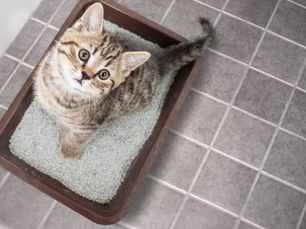 Bien choisir la litière de son chat améliore son confort et son bien-être. Texture, sensations et erreurs à éviter pour respecter ses coussinets.